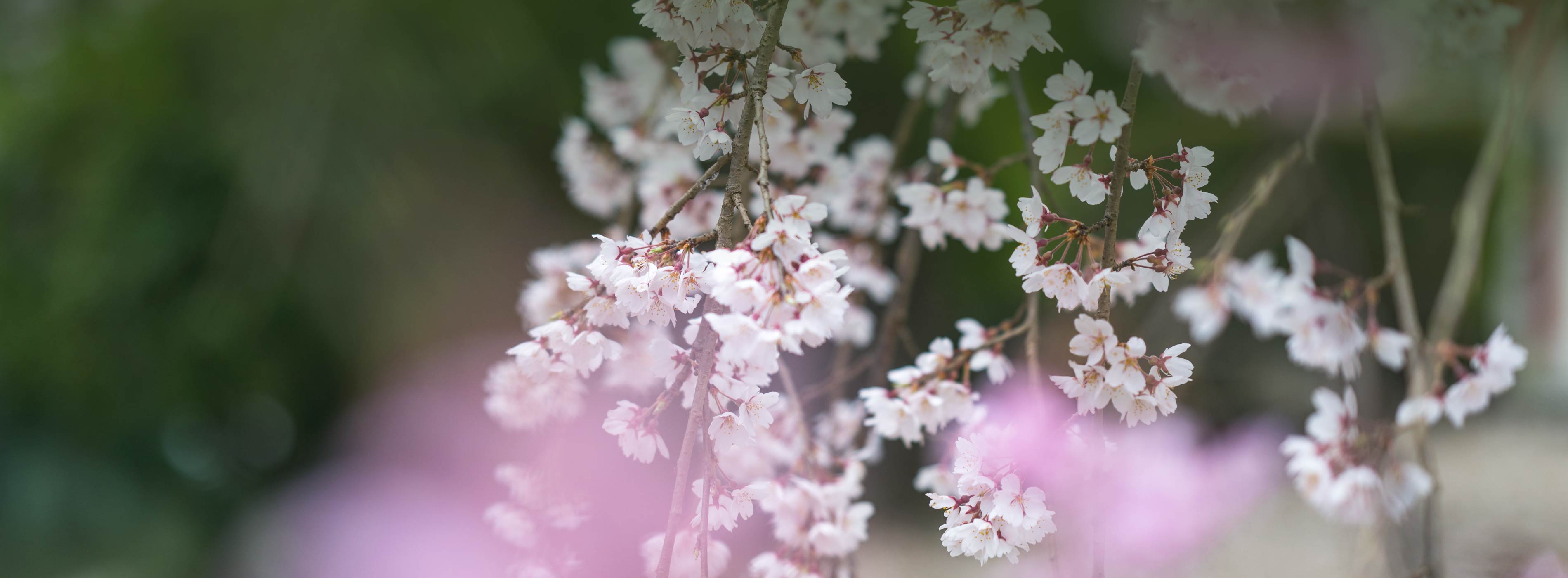 新たな化学触媒プロセスの開発