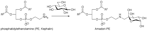 PE