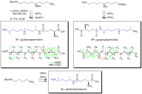 spermidine
