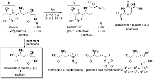 tabtoxinine-b-lactam