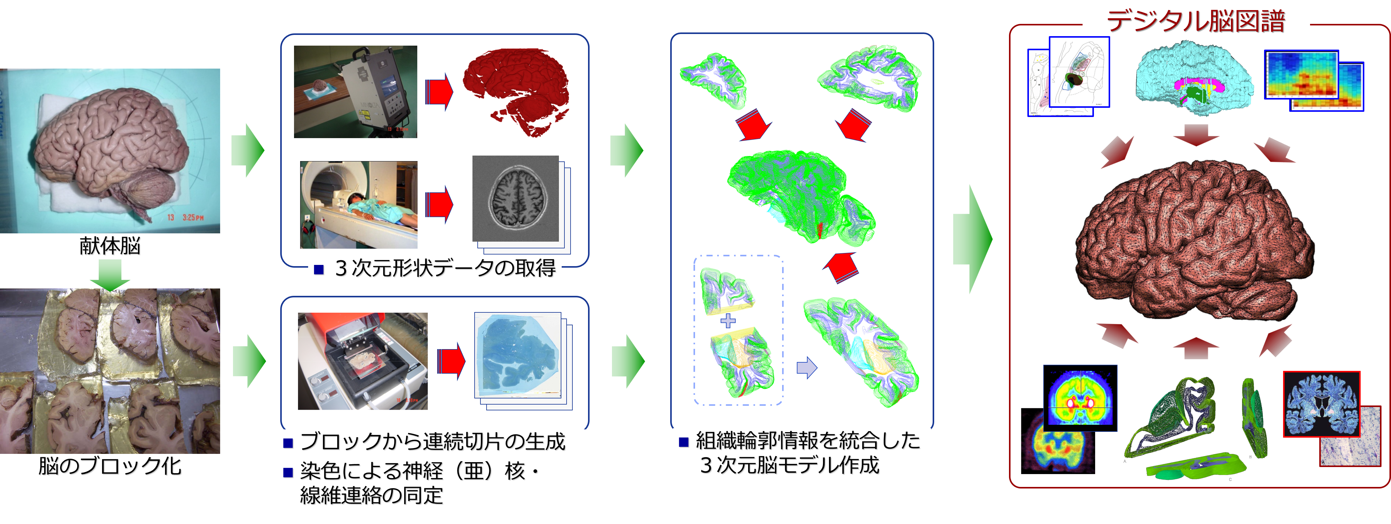 デジタル脳図譜｜プロジェクト｜岡山大学大学院 自然科学研究科 産業 