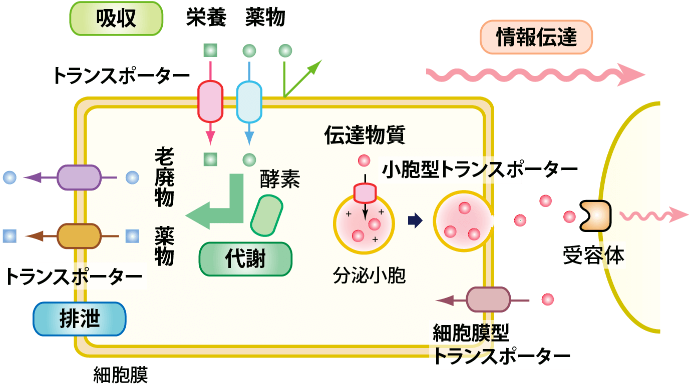 解説図