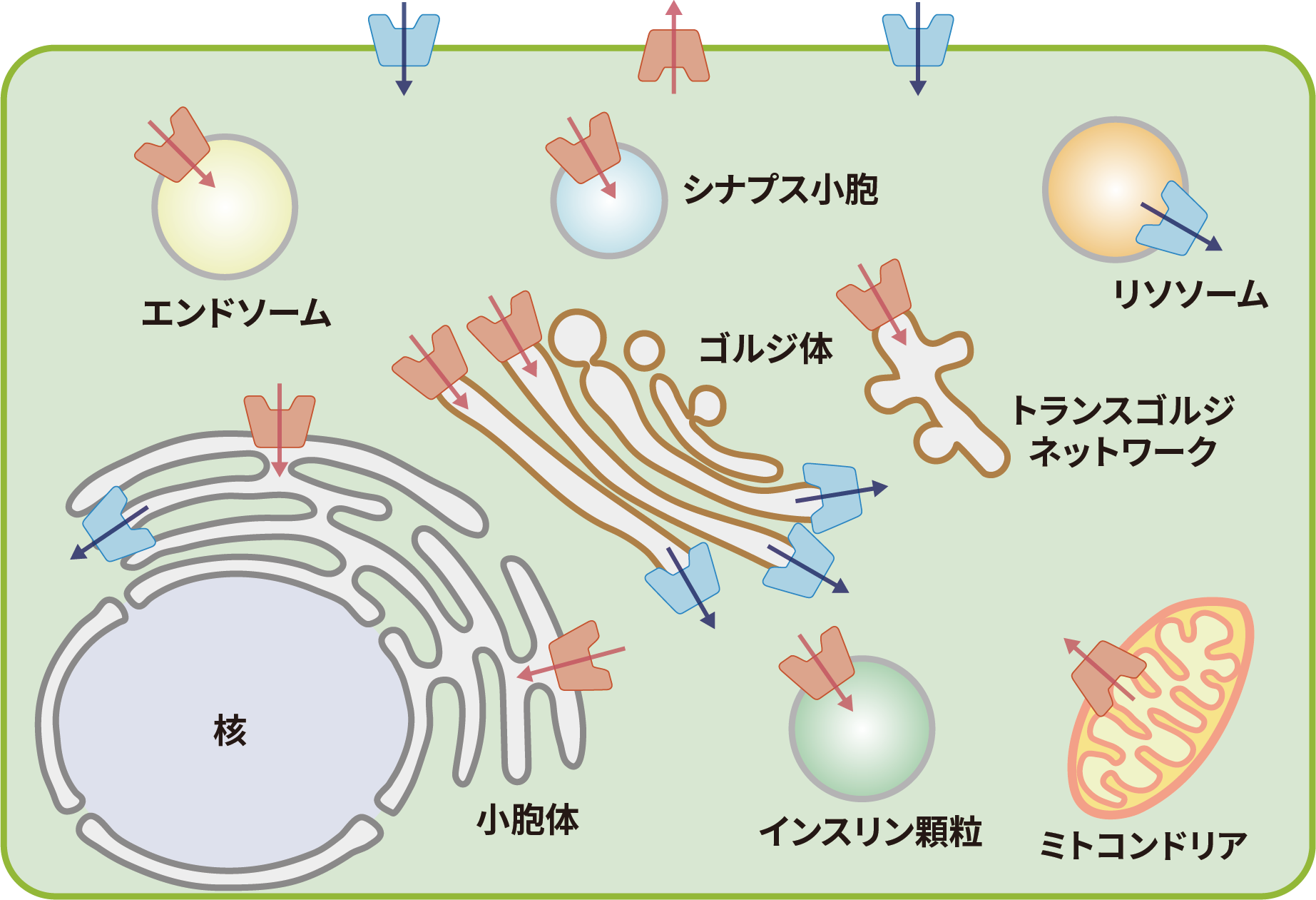 区画化