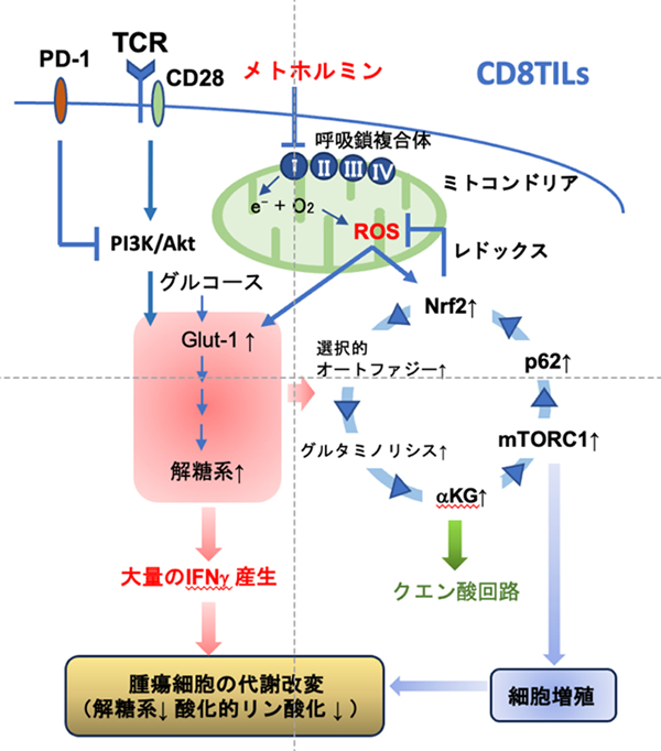 がん免疫療法と本講座の取組み