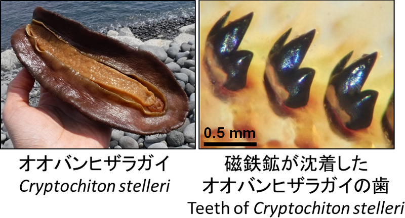 ヒザラガイが形成する「磁石の歯」の形成機構解明