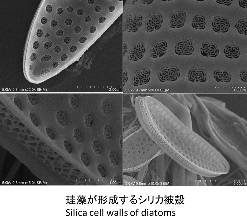 珪藻が形成するシリカ被殻 Silica cell walls of diatoms