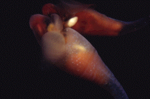 Clione antarctica
